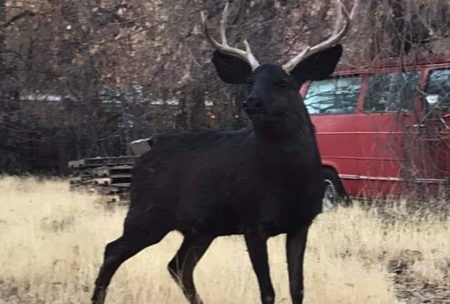 Moab's popular, extremely rare mule deer died from chronic wasting disease, biologists say
