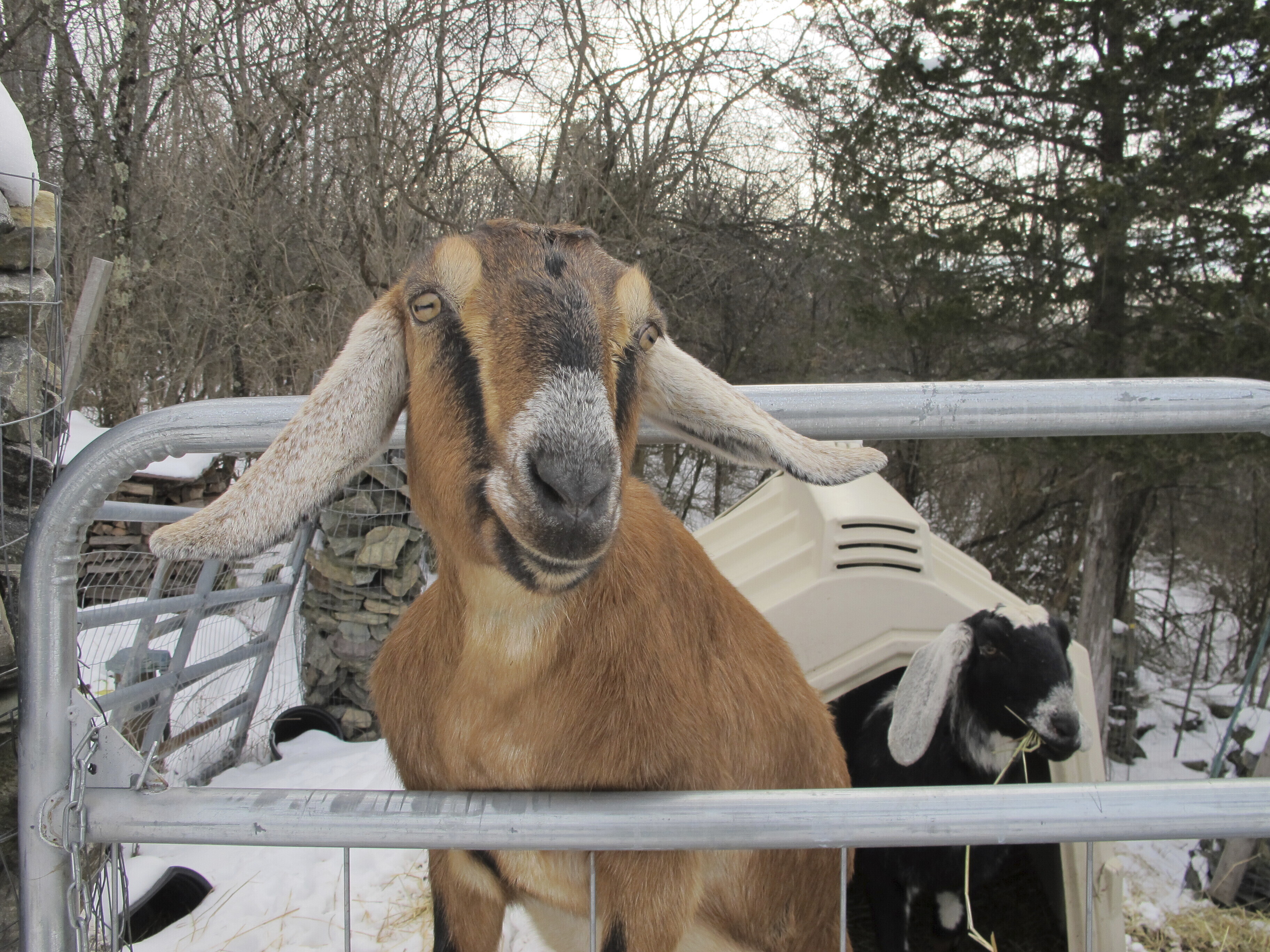 Dog and goat vie for honorary mayor of Vermont town