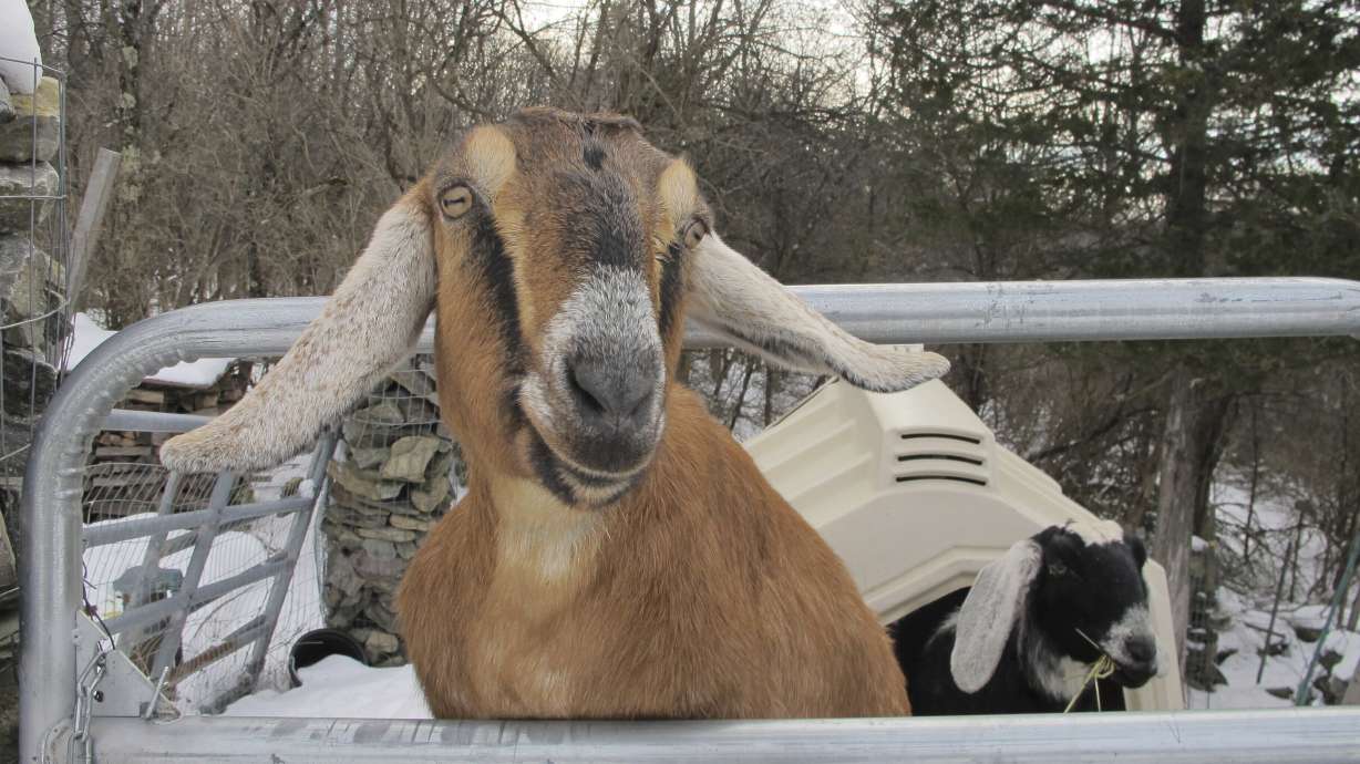 Dog and goat vie for honorary mayor of Vermont town