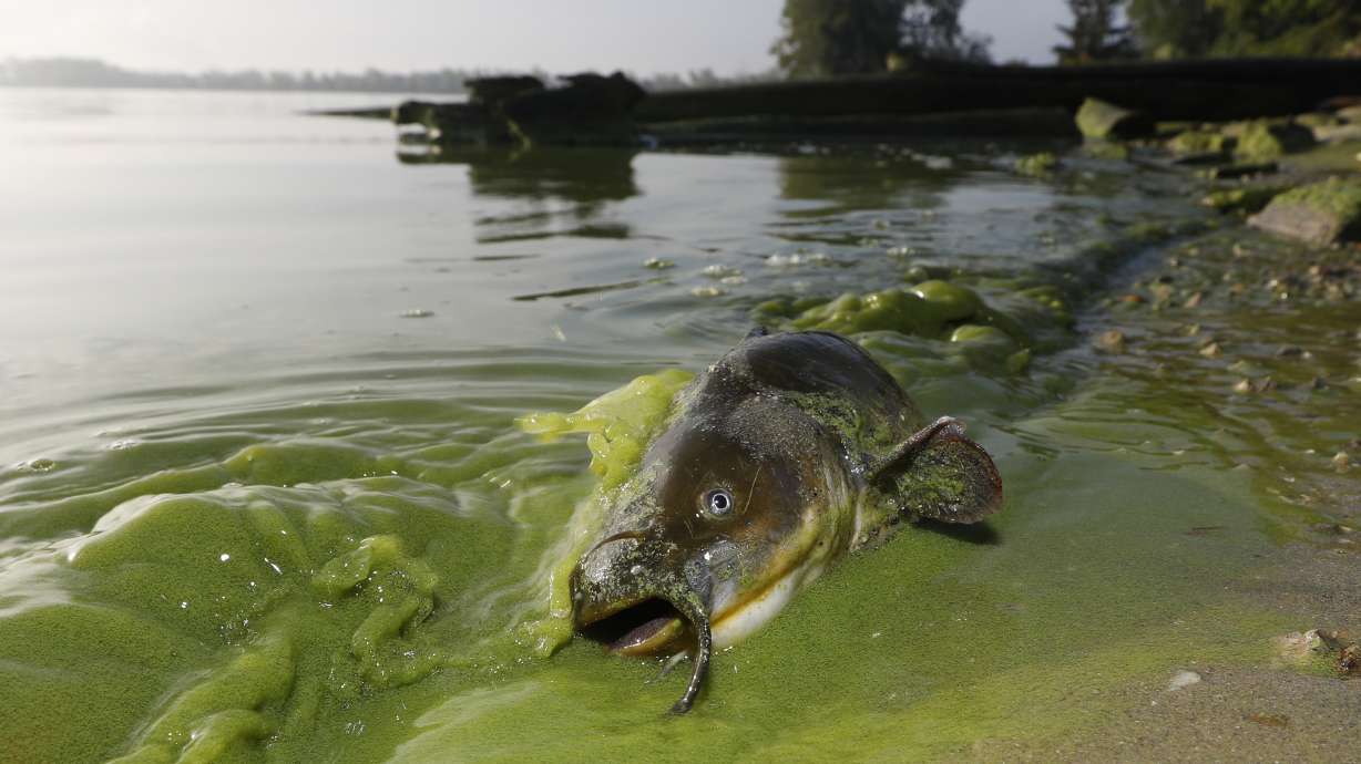 Ohio's toxic algae plan could give other states a blueprint