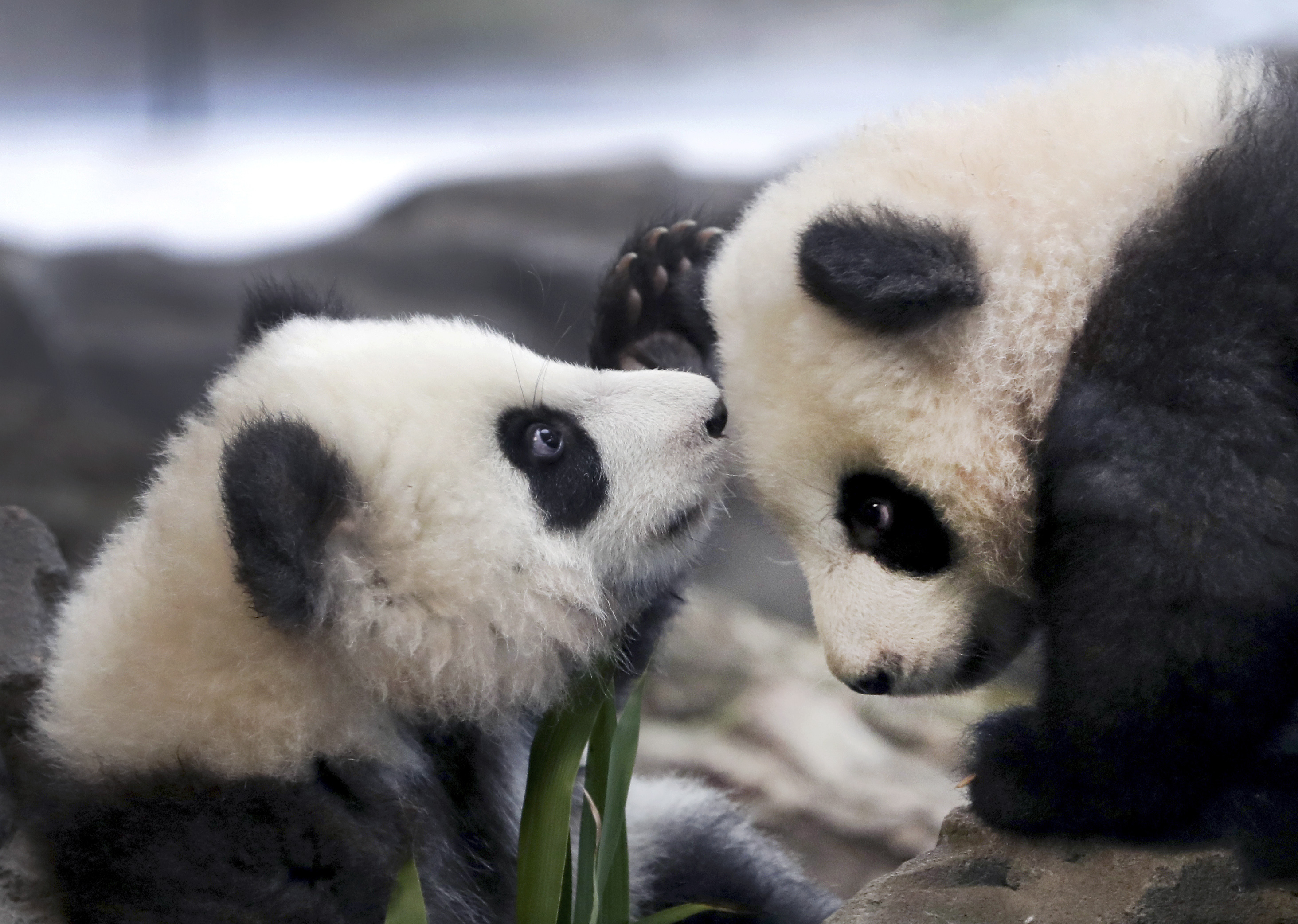 Berlin zoo's panda twins take their 1st public tumbles