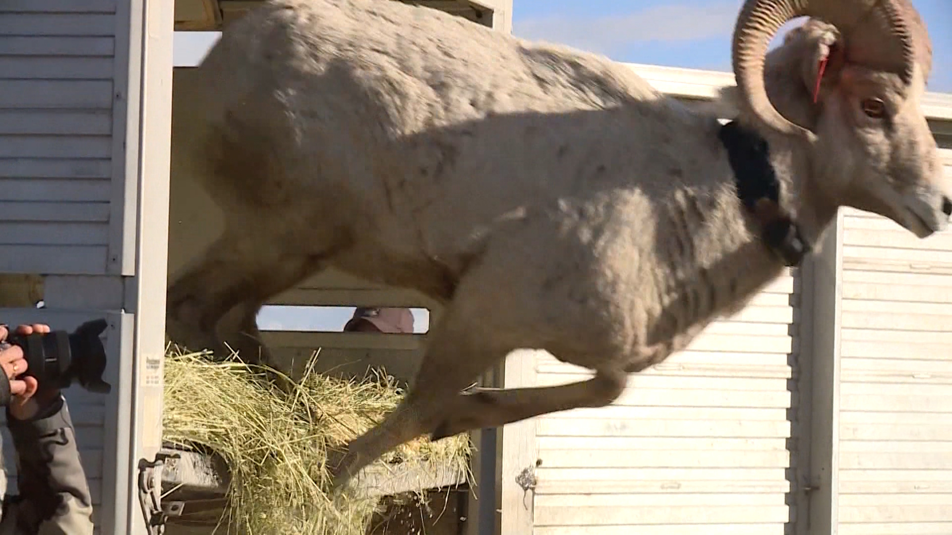 Bighorn sheep captured in Montana are released on Antelope Island on Jan. 29, 2020. The sheep were the first herd to return to the island after a respiratory disease wiped out the previous herd.