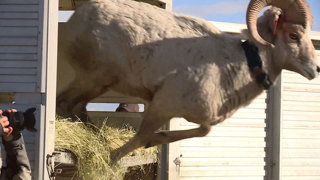 Bighorn sheep captured in Montana are released on Antelope Island on Jan. 29, 2020. The sheep were the first herd to return to the island after a respiratory disease wiped out the previous herd.