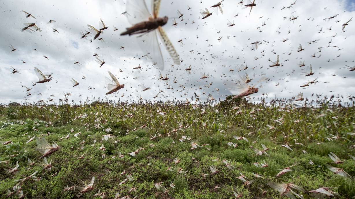 UN: Africa's locust outbreak needs $76M 'by, actually, now'