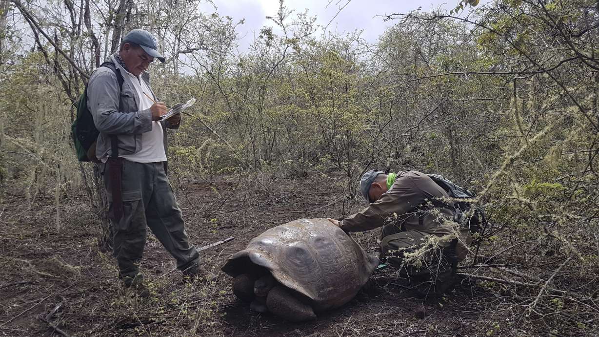 Descendants of extinct tortoise species found in Galapagos