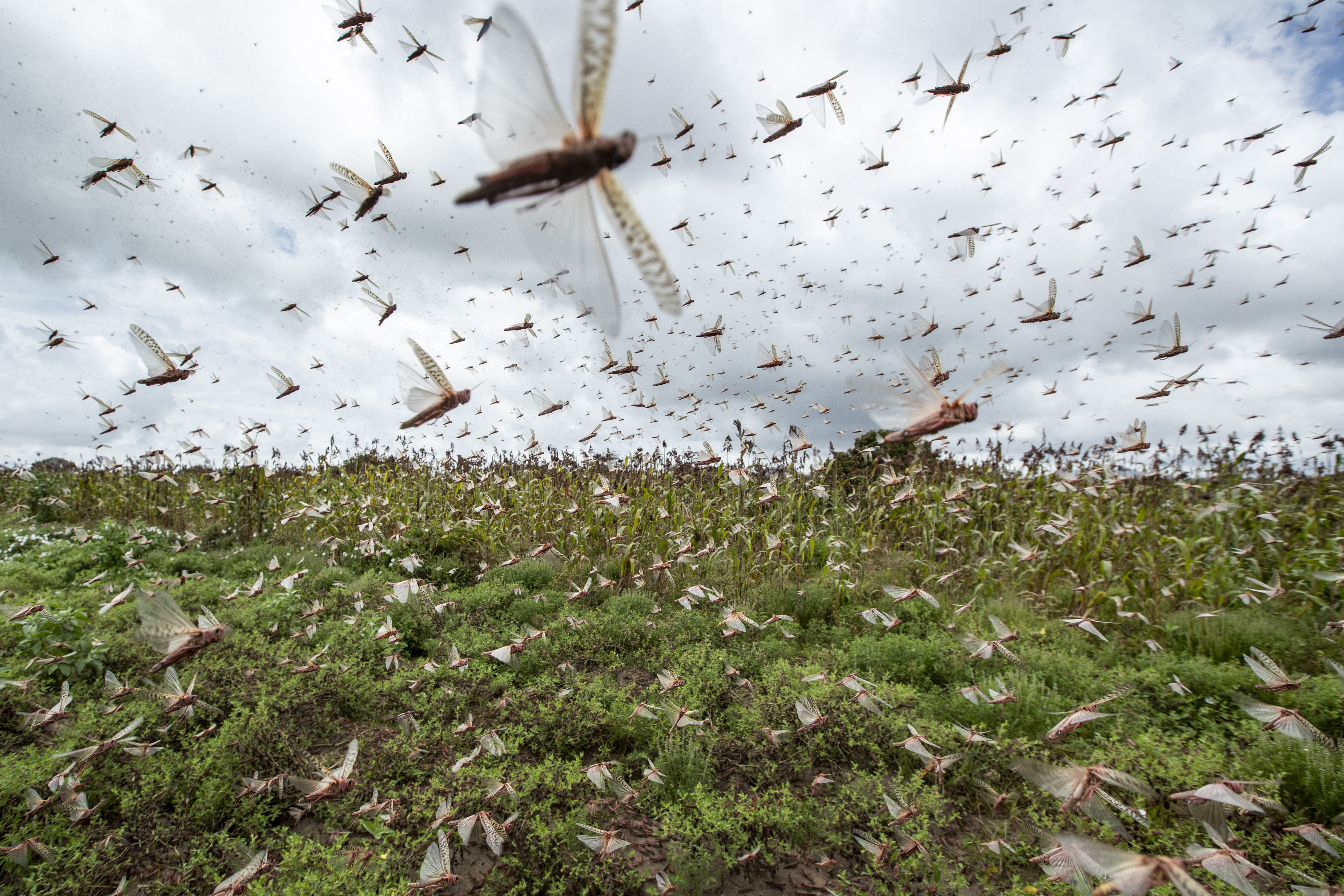 Spray planes combat the huge locust outbreak in East Africa