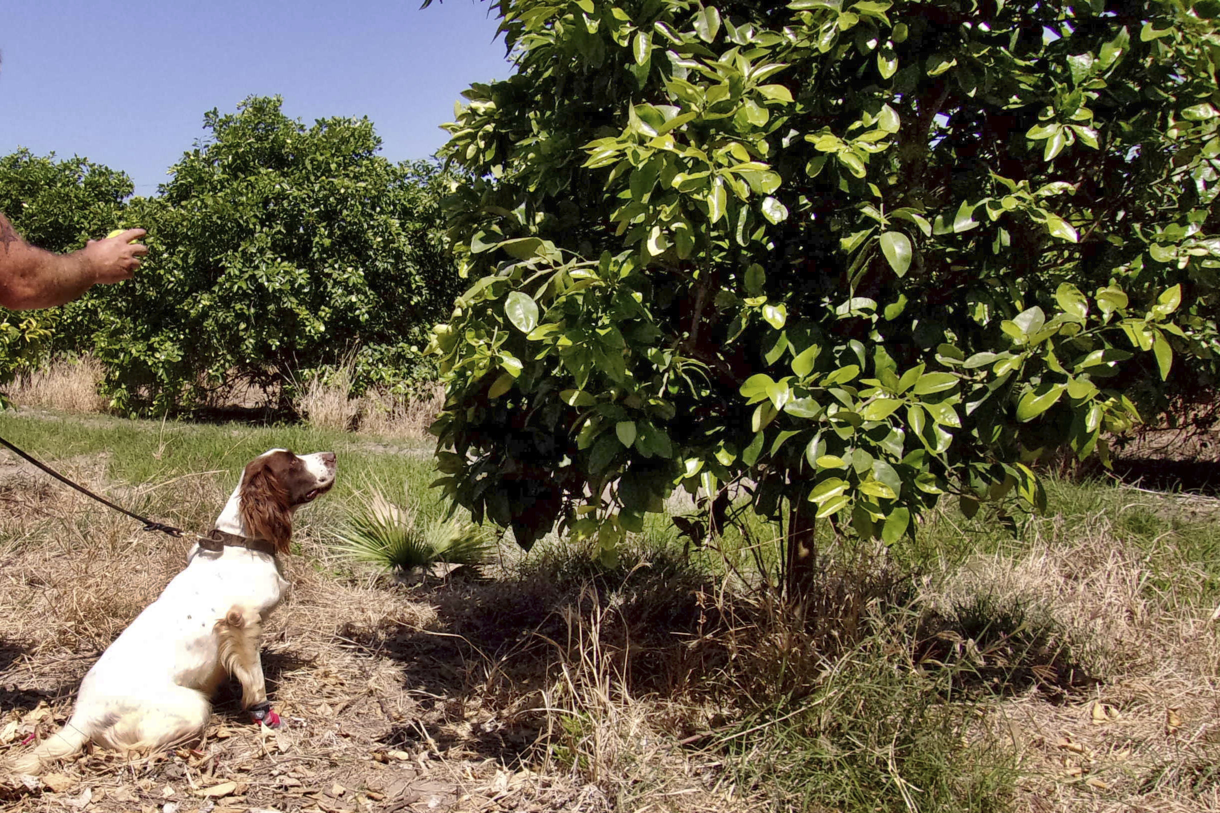 Dog sleuths sniff out crop disease hitting citrus trees