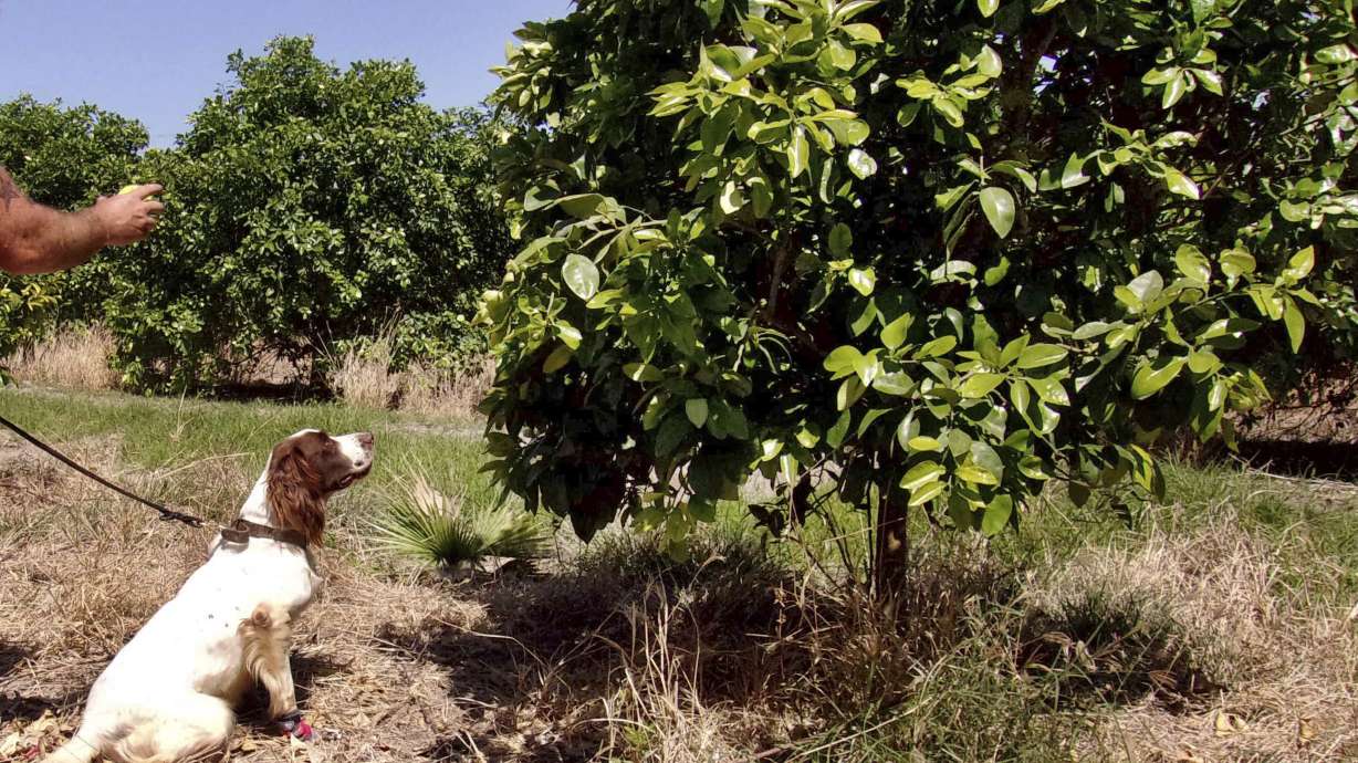 Dog sleuths sniff out crop disease hitting citrus trees
