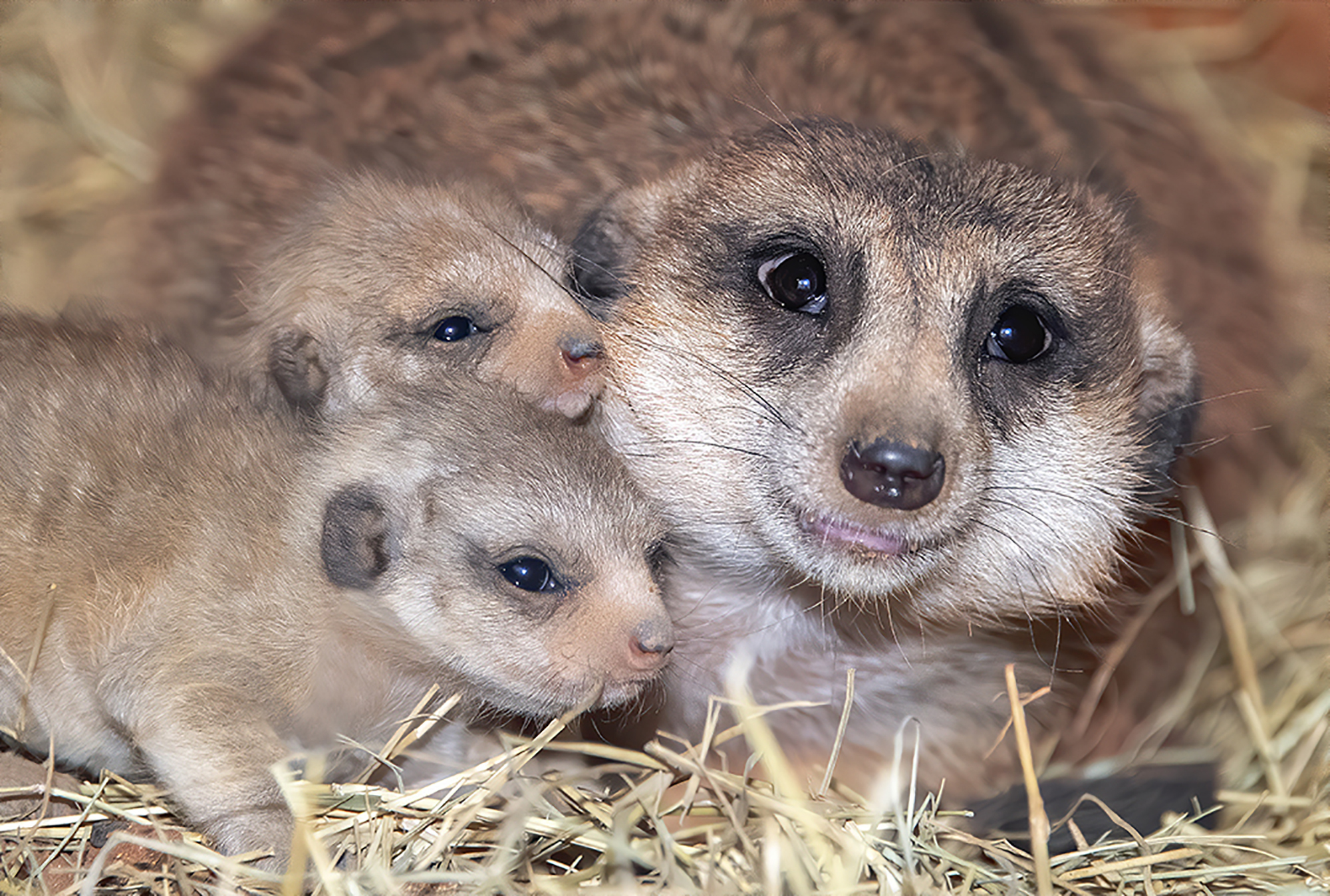 Zoo Miami welcomes pair of baby meerkats