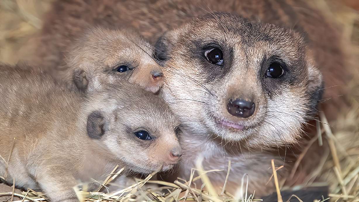 Zoo Miami welcomes pair of baby meerkats