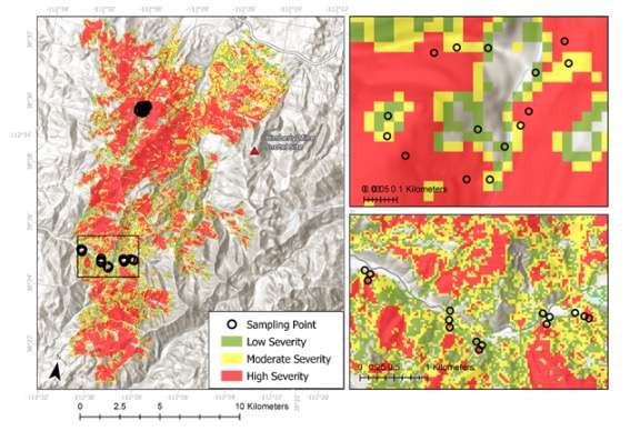 A burn severity map from the 2010 Twitchell Canyon Fire that scorched 45,000 acres of Fishlake National Forest land along with the points where researchers gathered data for their study on the relationship between wildfires and snowpack. (Graphic: Sam St. Clair and Jordan Maxwell)