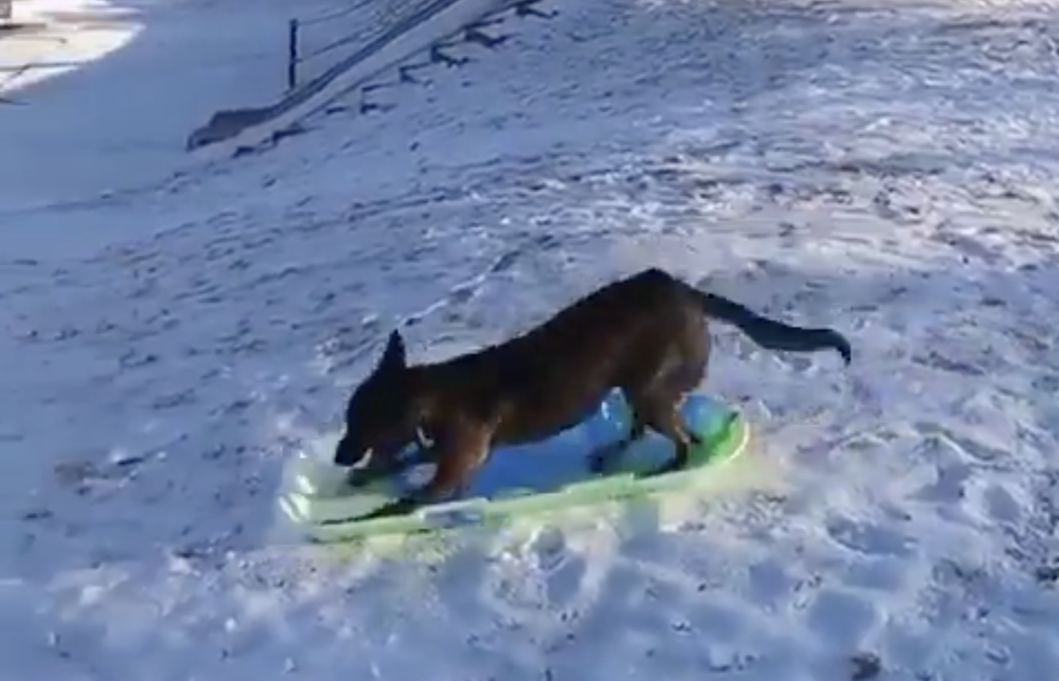 Sliding dog, Someone at the park was sending their dog down…