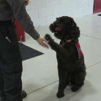 Pleasant Grove firefighters adding ‘pet masks’ to protect animals in house fires