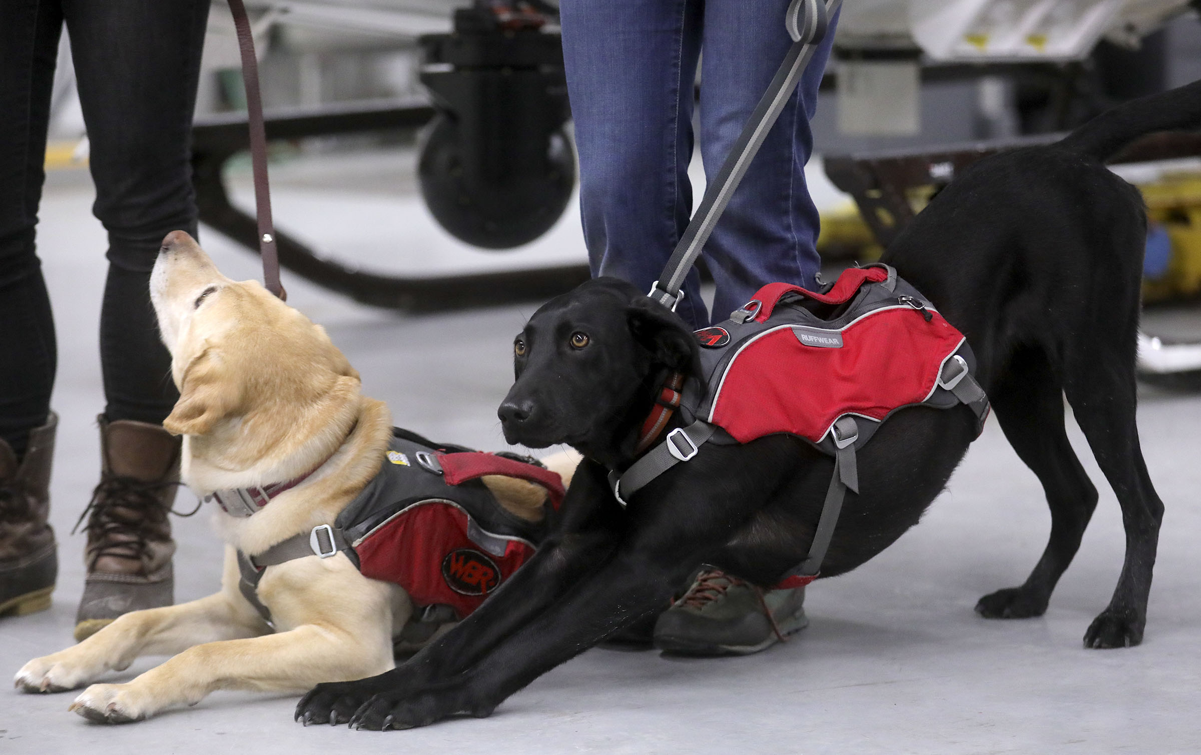 Avalanche rescue dogs Piper and Jasper hang out with their handlers at the Utah Department of Public Safety helicopter hangar in Salt Lake City on Wednesday, Feb. 5, 2020. (Photo: Kristin Murphy, KSL)