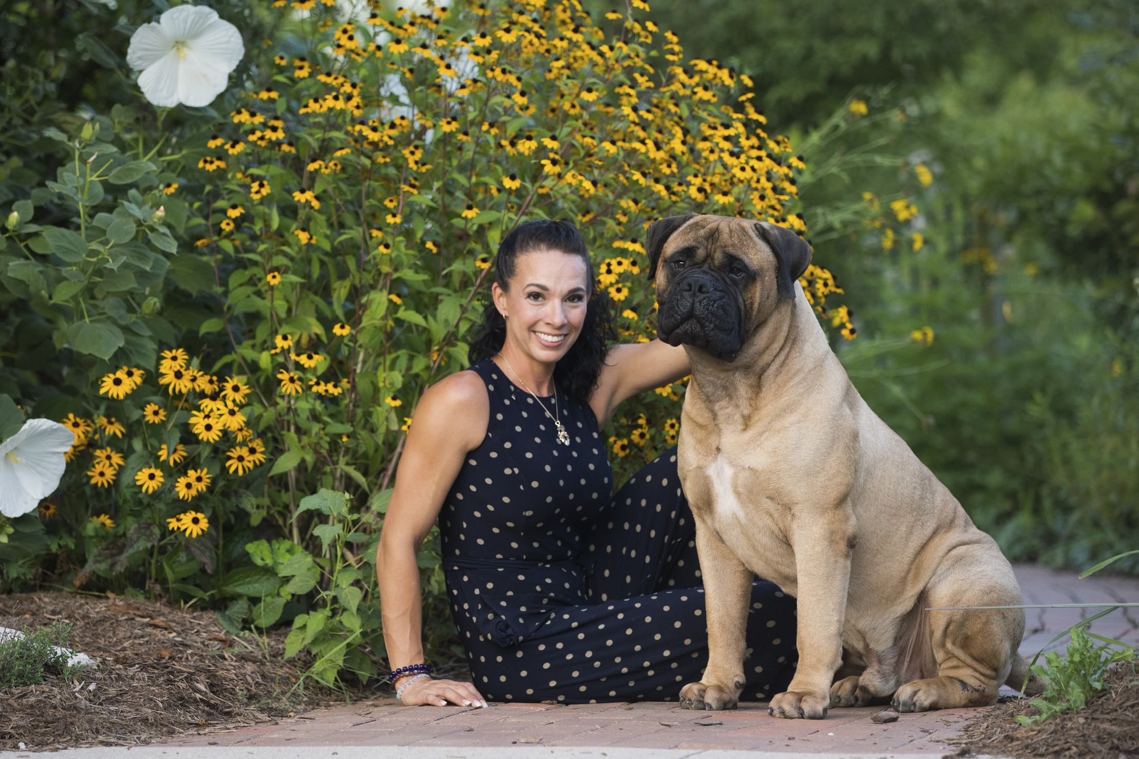 Snakebit! Bullmastiff heals, heads to Westminster Dog Show