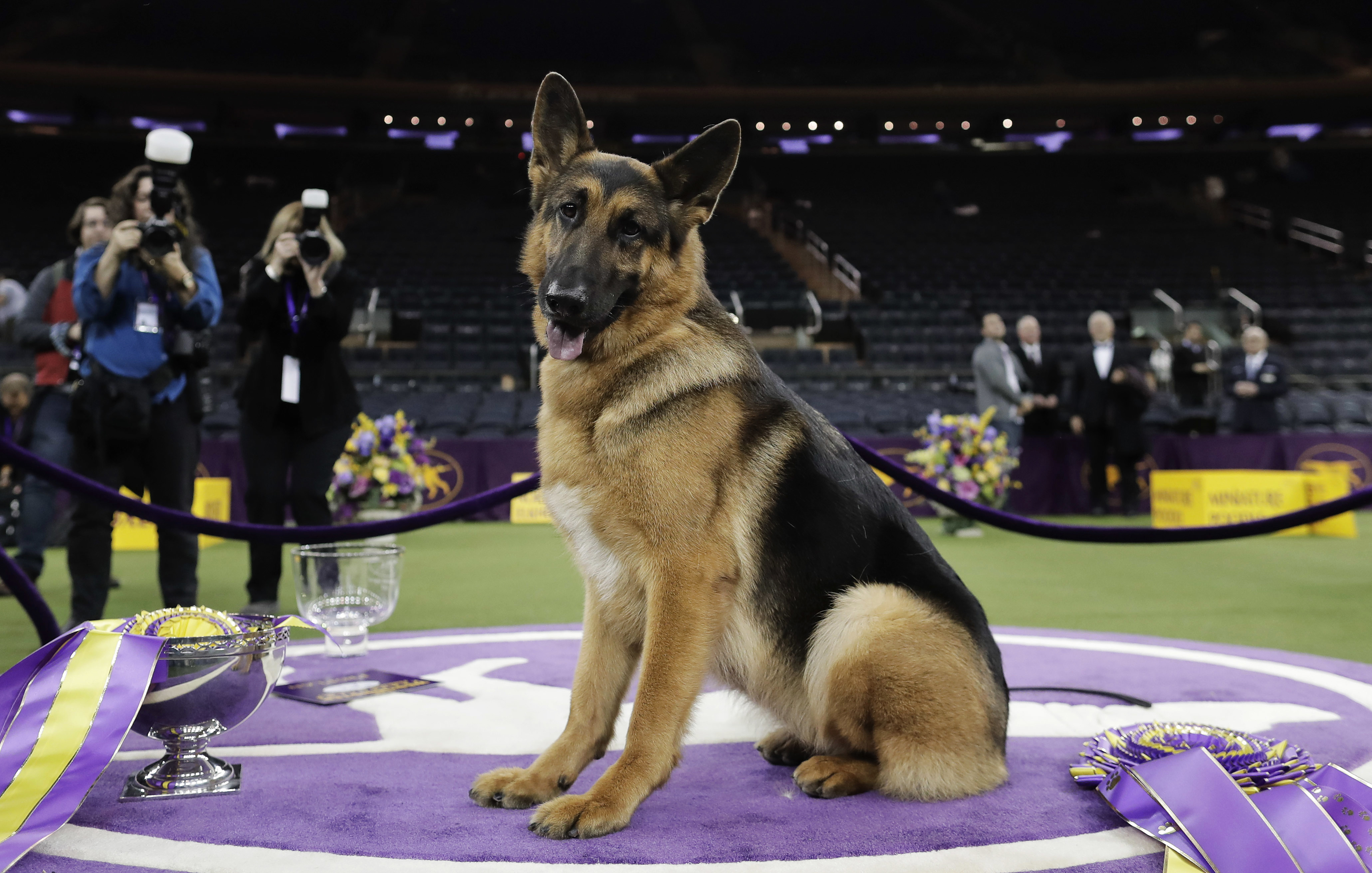 Westminster and work: Some show dogs serve, search or soothe