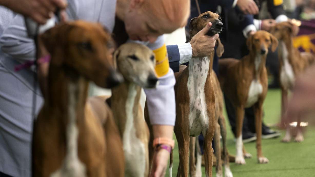 The Latest: Conrad the Sheltie makes Westminster final ring