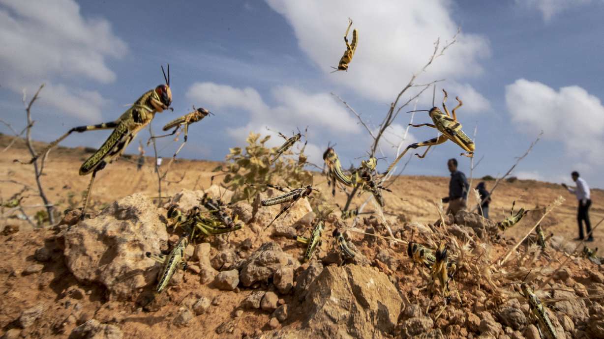 UN warns of 'major shock' as Africa locust outbreak spreads