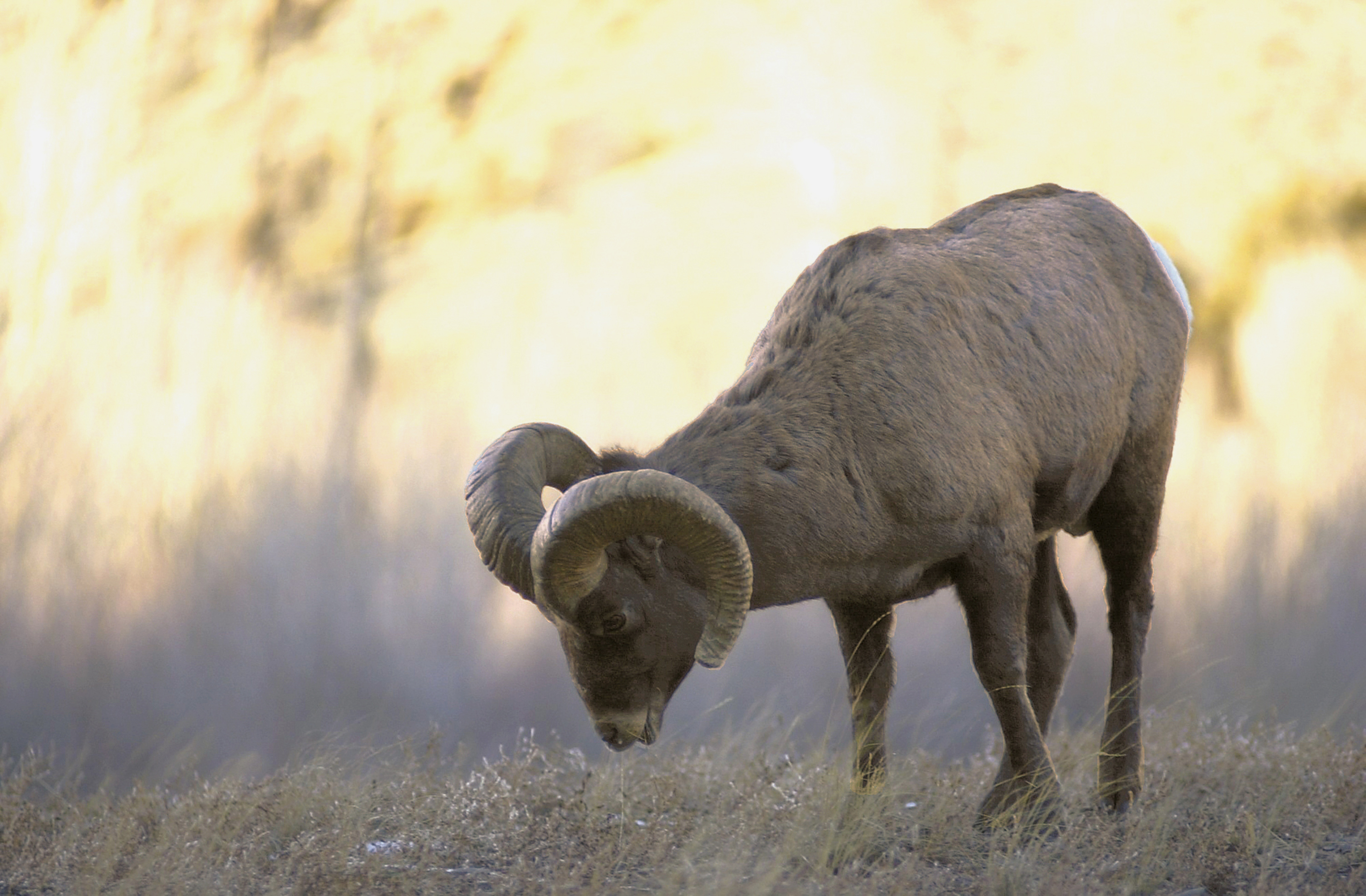 Wyoming seeks advice on protecting Teton bighorn sheep herd