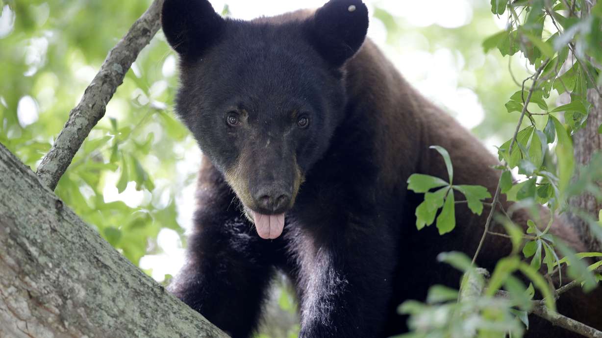 Lawsuit to protect real-life ‘teddy bears’ tossed by judge