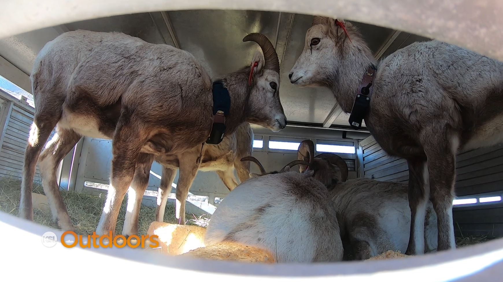 Bighorn Sheep Return to Antelope Island