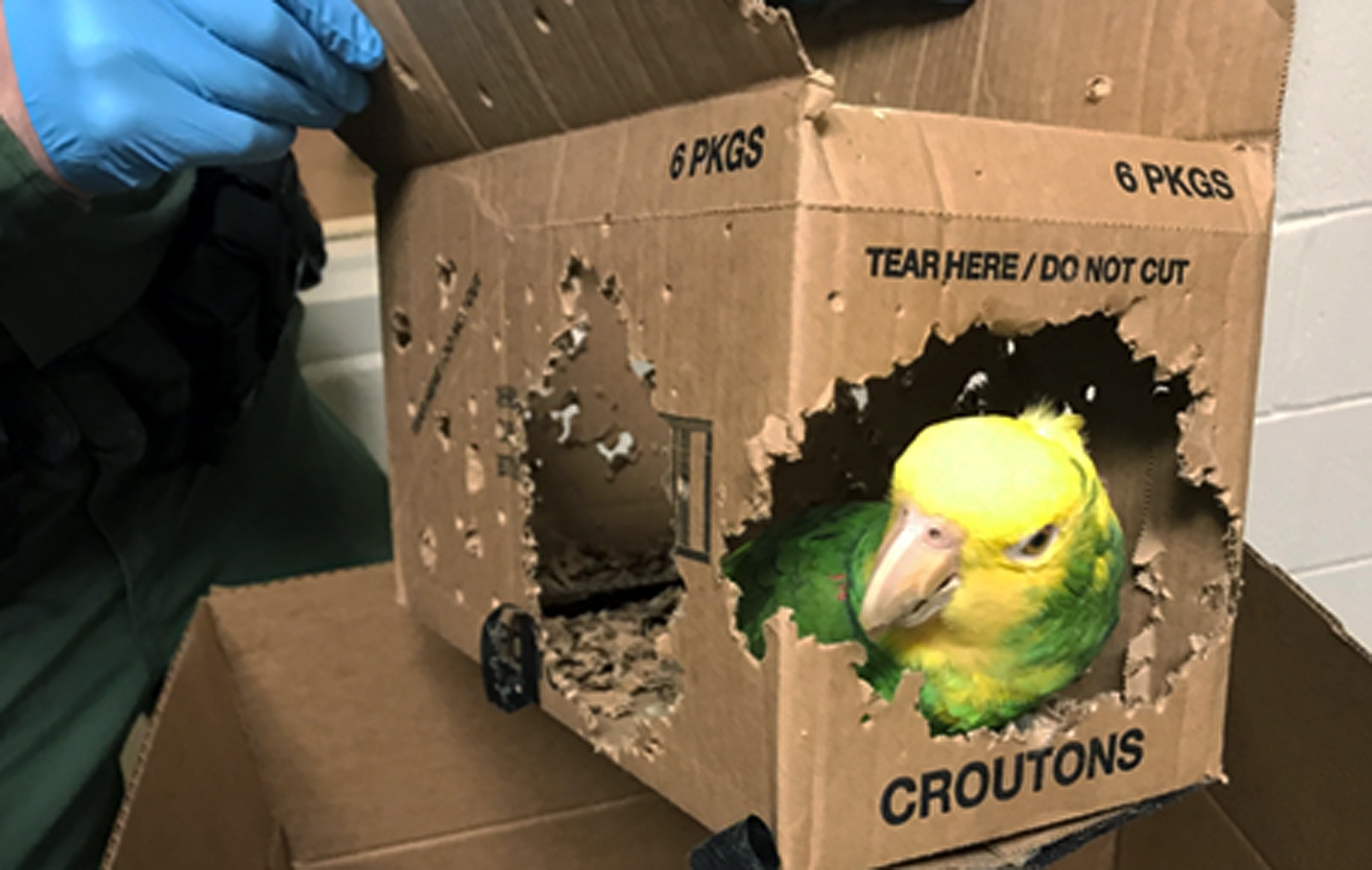 Man charged with smuggling parrots into the United States
