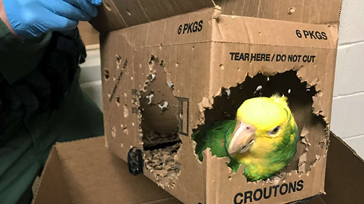 Man charged with smuggling parrots into the United States