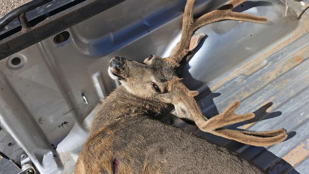 Washington County man faces felony charge in relation to trophy buck poaching