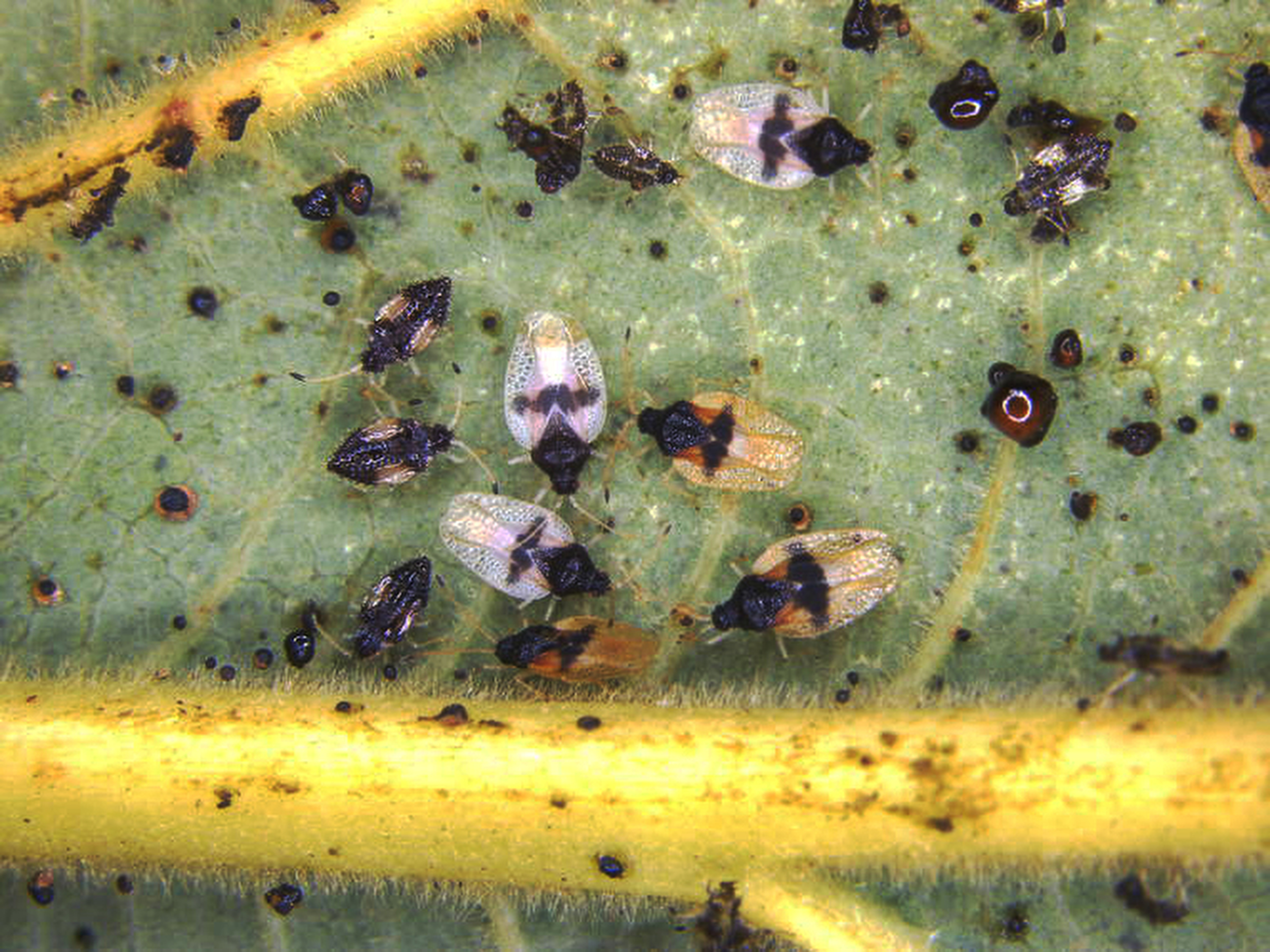 Invasive bug found feeding on avocado plants in Hawaii