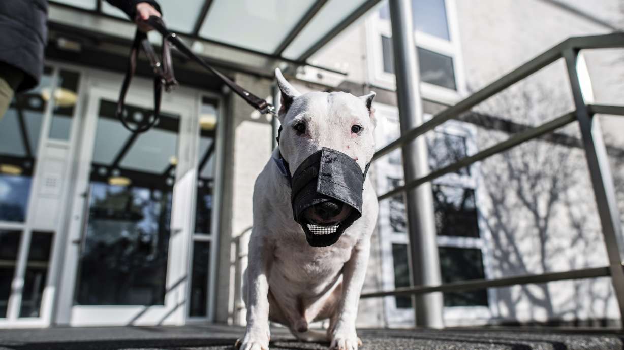 No Bull: German court rules dogs not too big to be miniature