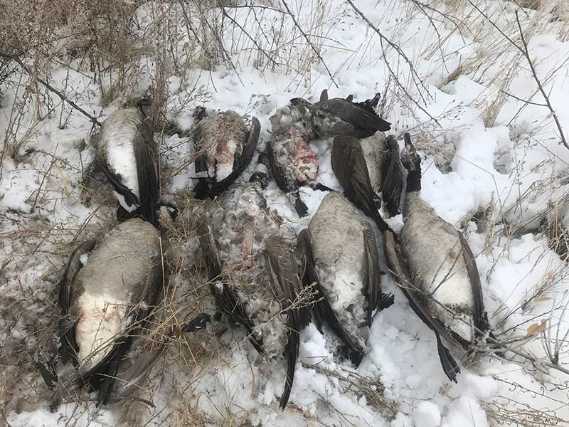 DWR seeks public's help for information after 8 geese illegally killed in Uintah County