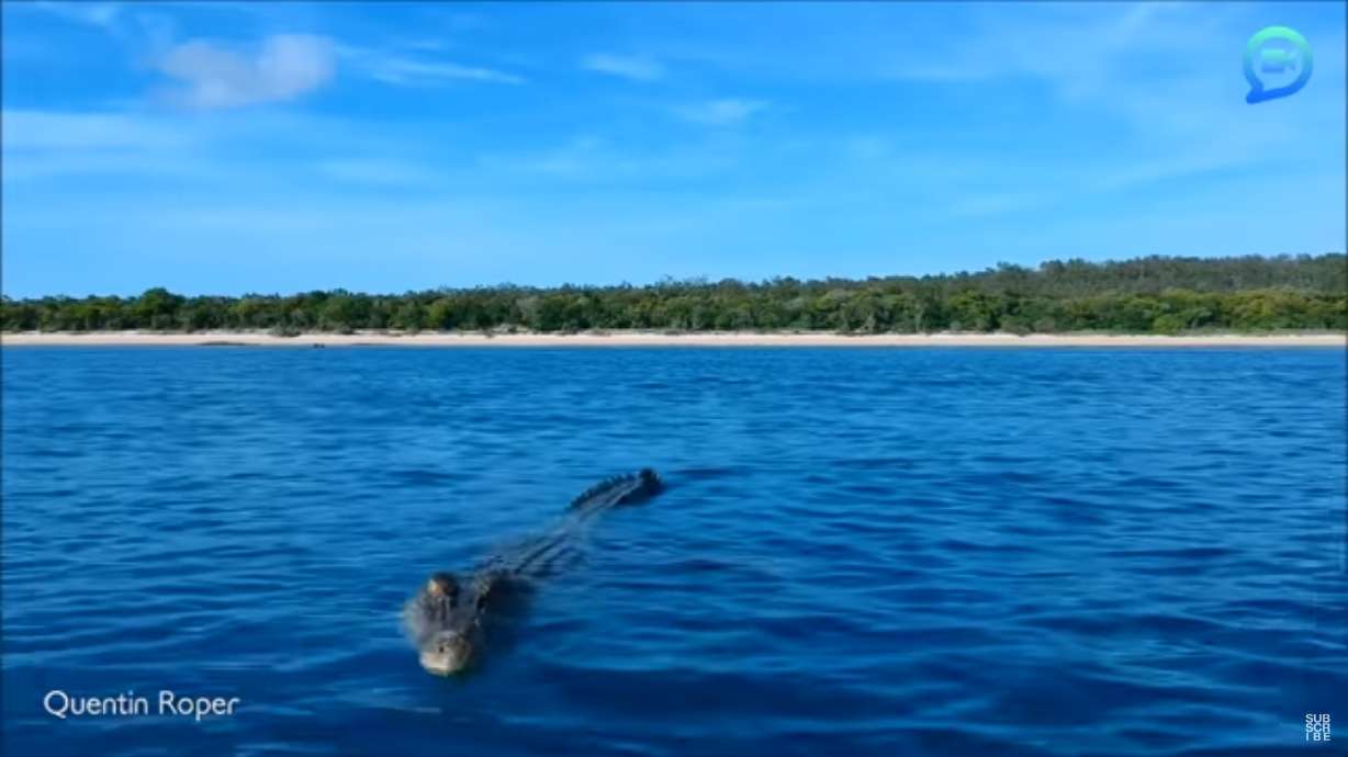 Have You Seen This? Drone attacked by croc lives to show the encounter
