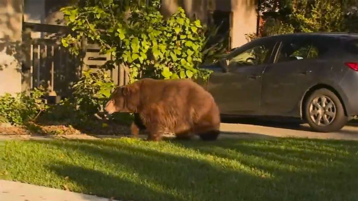 Bear that wandered yards near Los Angeles moved to forest