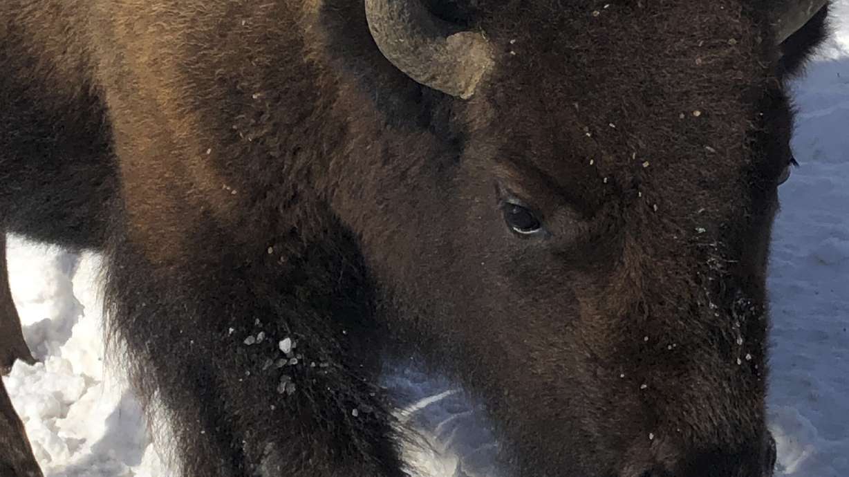 Yellowstone bison entering Montana face slaughter, hunters