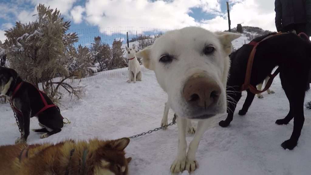 Rescue dogs prepare to pull sleds at Rancho Luna Lobos. (KSL TV)