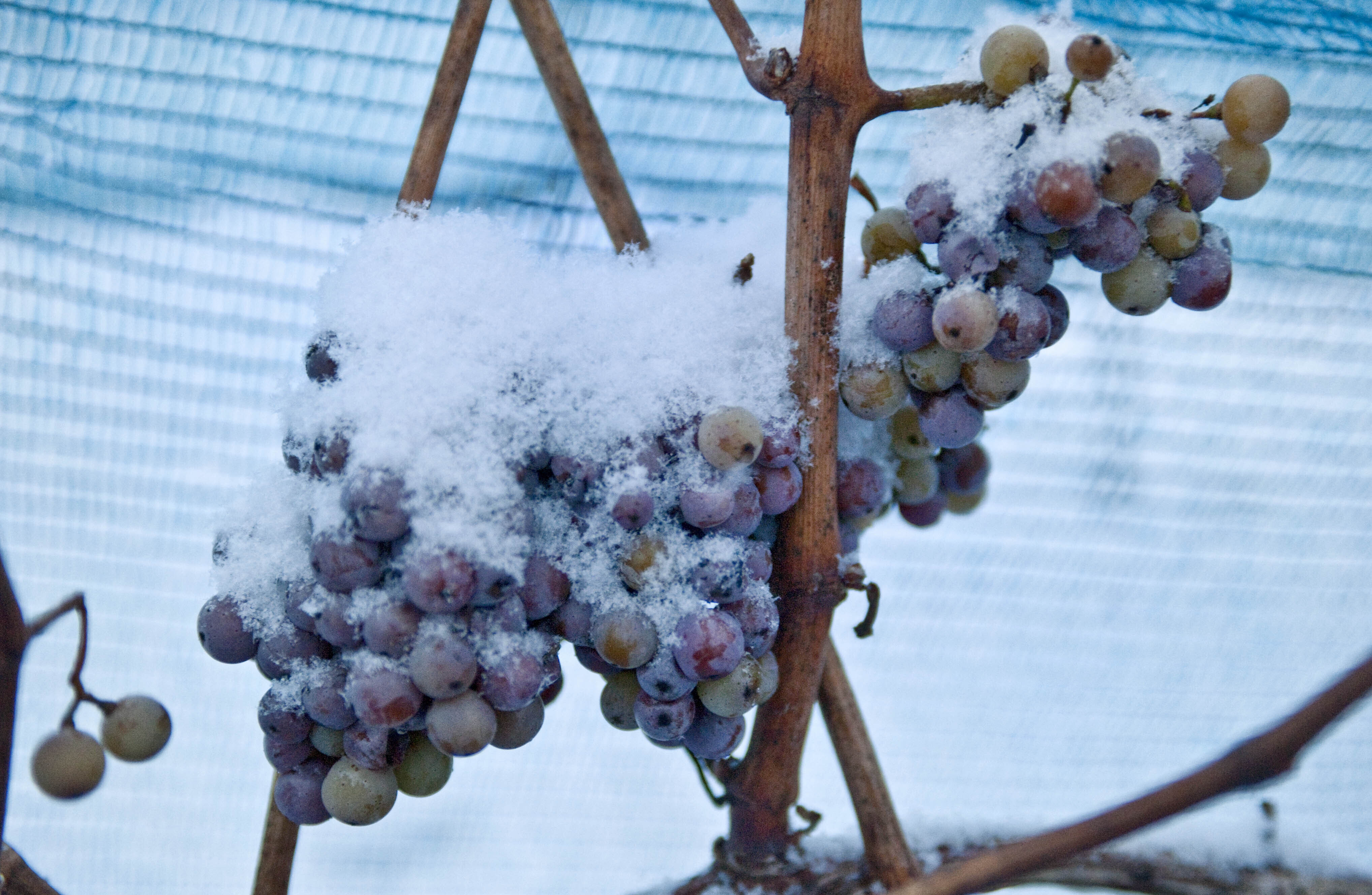 No ice wine for you: Warm winter nixes special German wine