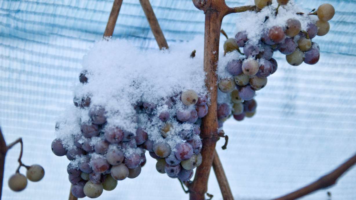 No ice wine for you: Warm winter nixes special German wine