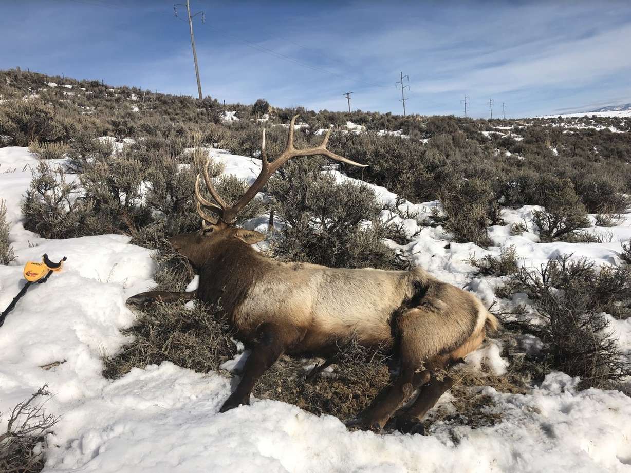 One of the six elk found dead north of Park City. (Photo: Utah Division of Wildlife Resources)