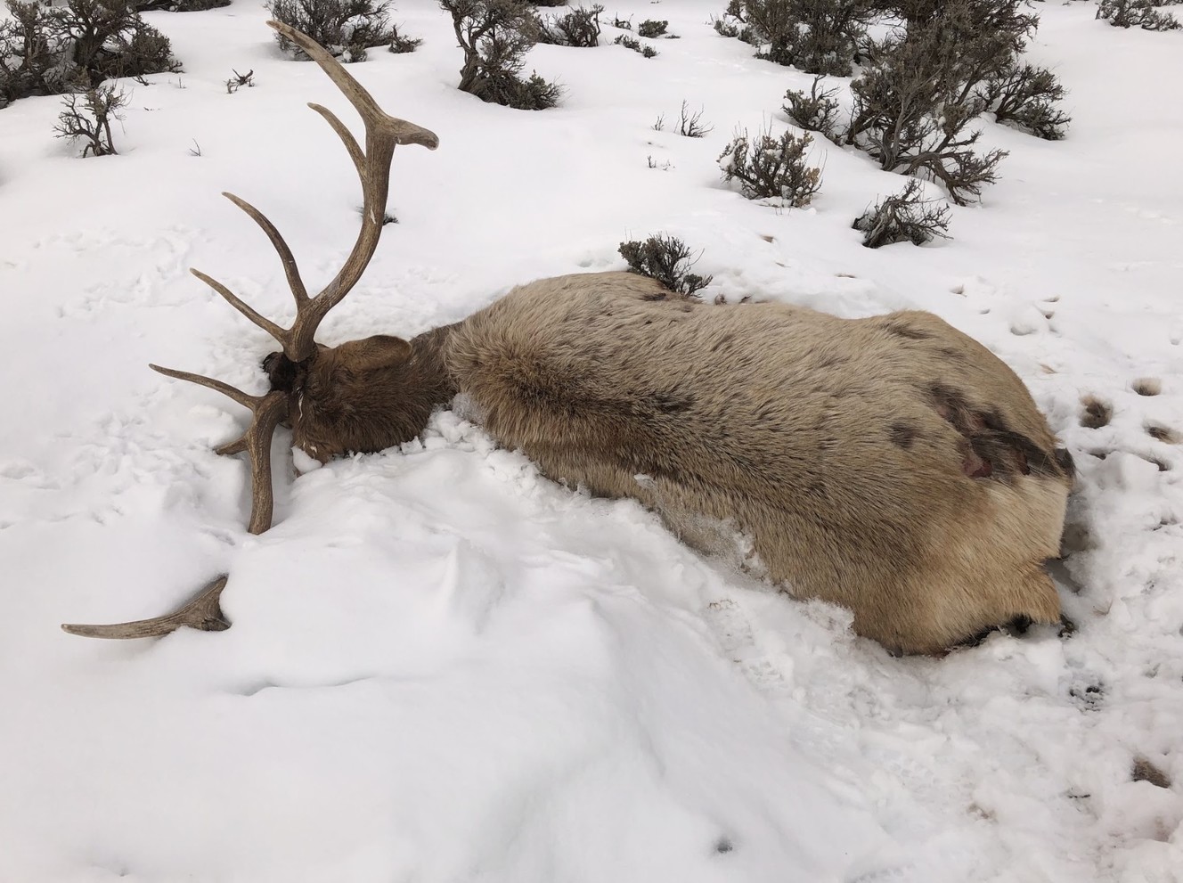DWR asks for public's help in finding poachers who killed 6 bull elk in Summit County