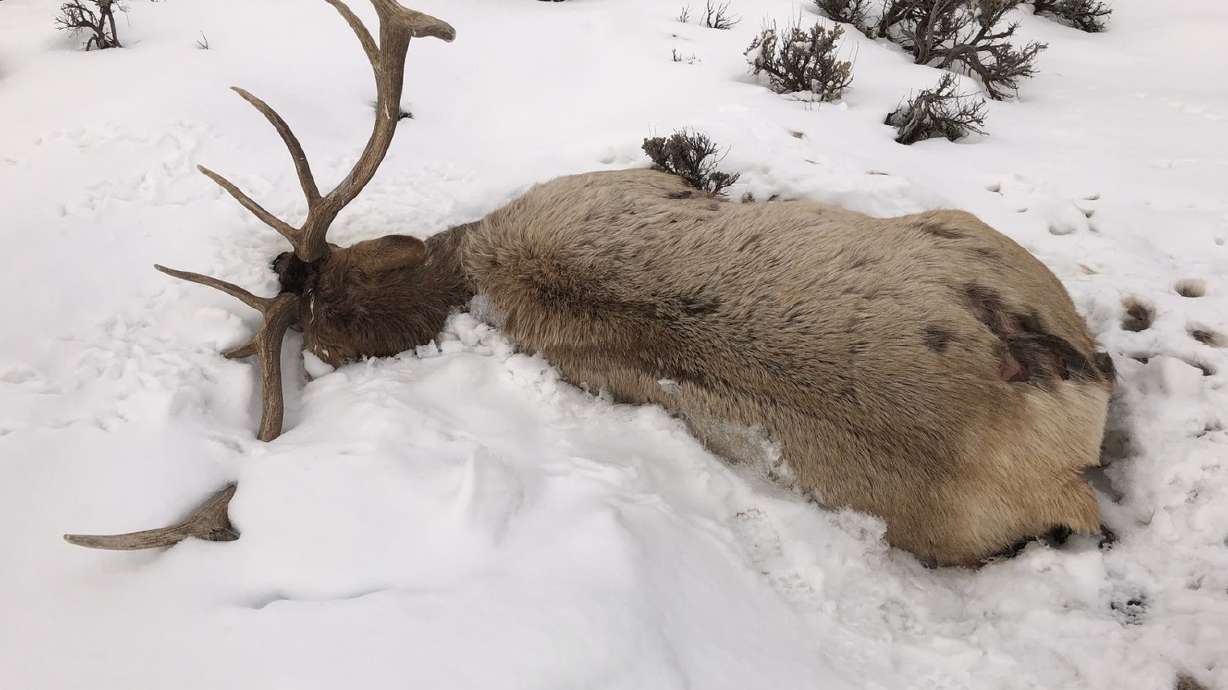 DWR asks for public's help in finding poachers who killed 6 bull elk in Summit County