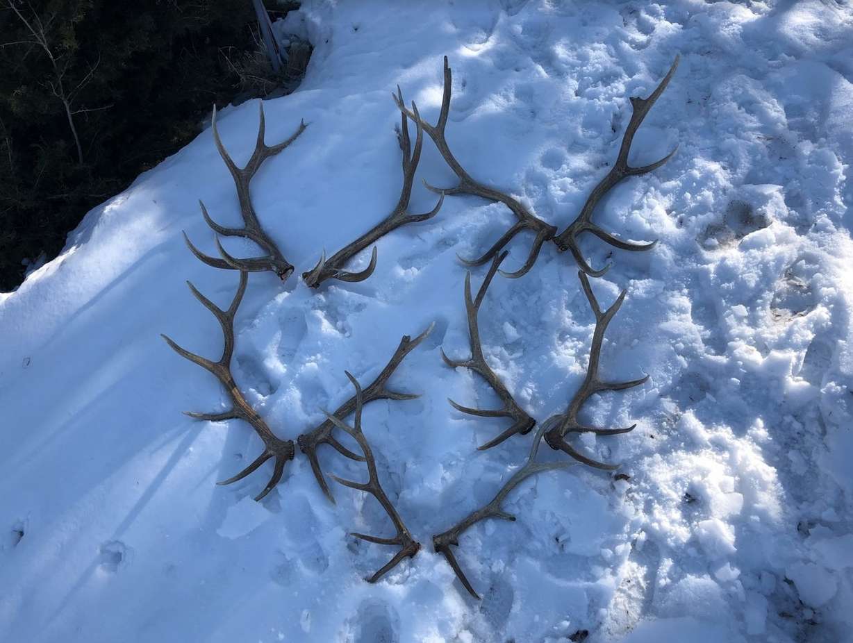 Several of the poached elk had at least six prongs, which make the bulls "trophy elk." The fine for poaching of trophy elk constitutes $18,000 in restitution per bull and $750 for smaller bulls. (Photo: Utah Division of Wildlife Resources)