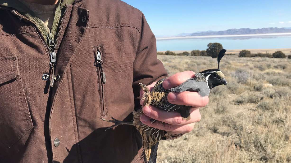 Why quail are being captured in Utah’s urban areas