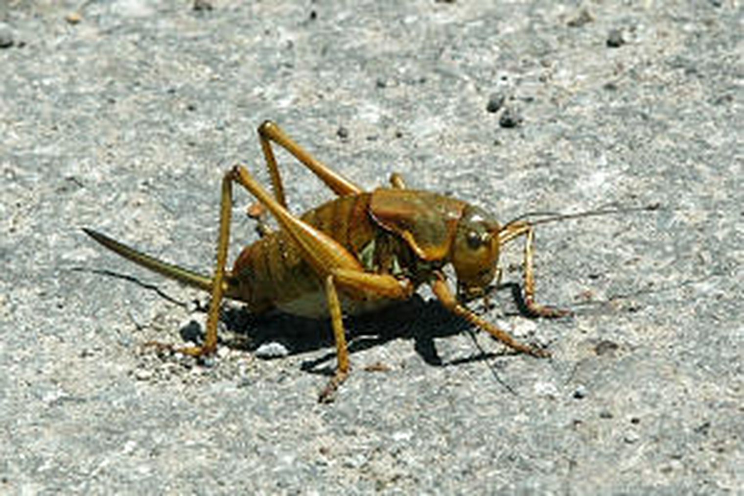 Lawmakers endorse bill tackling response to Mormon crickets, other pests