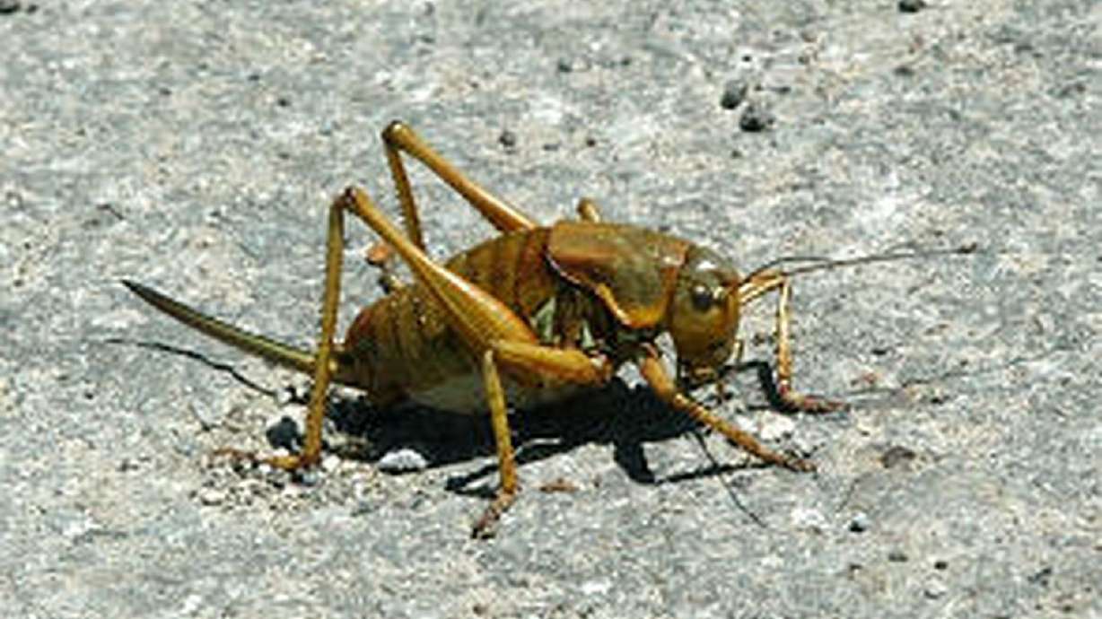 Lawmakers endorse bill tackling response to Mormon crickets, other pests