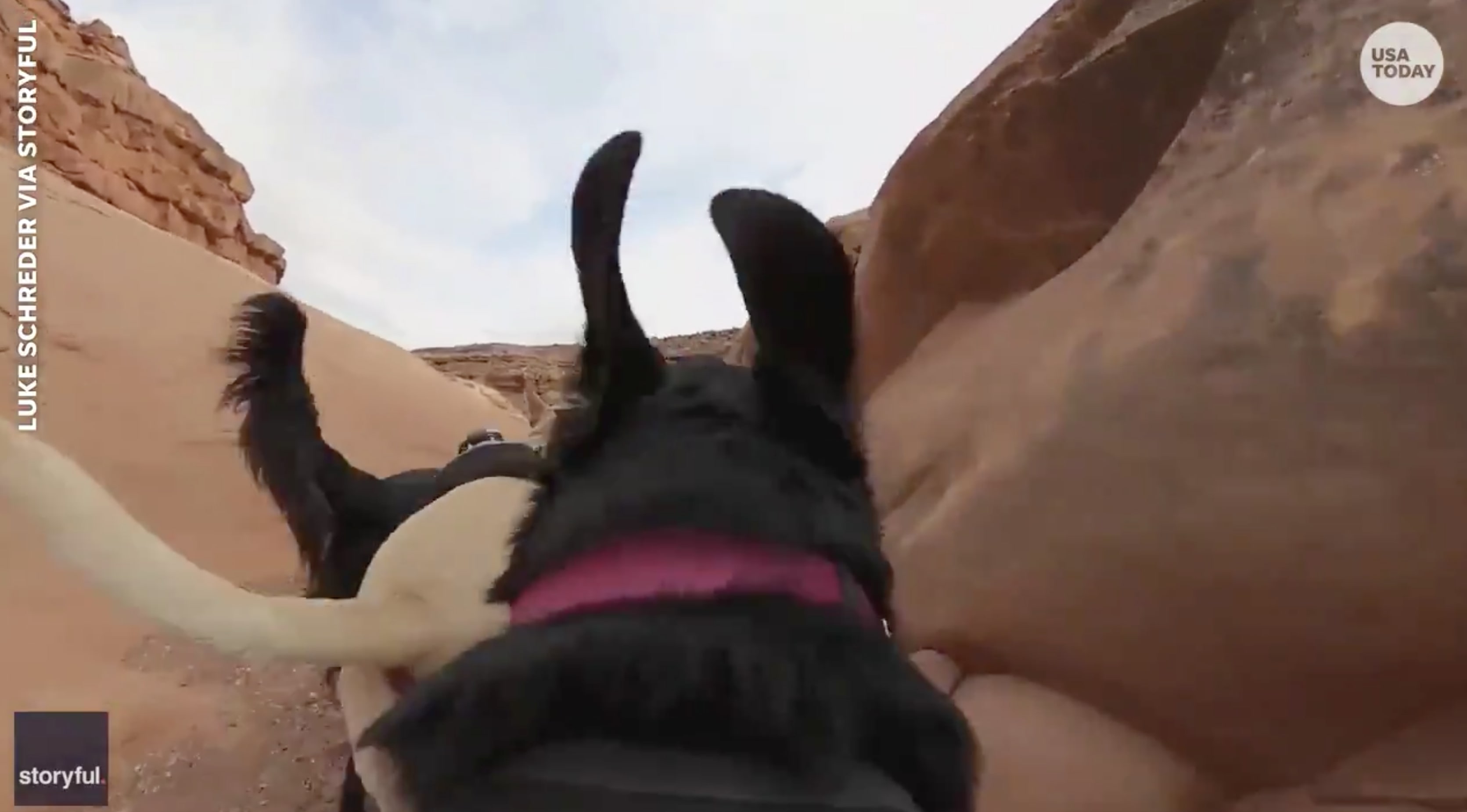 Have You Seen This? A Utah hike from a dog's perspective