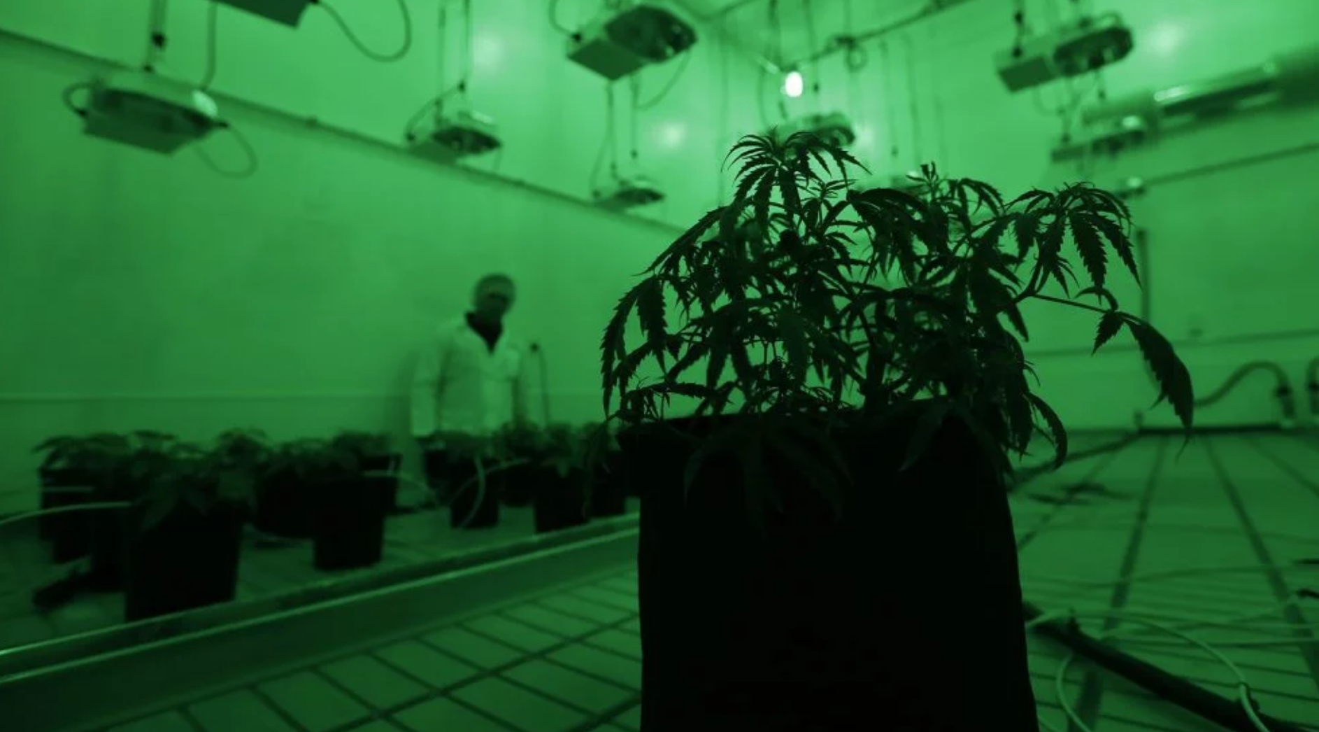 Medical marijuana pharmacies turn away patients