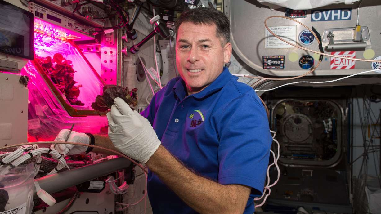 Space-grown lettuce is safe to eat, says study. Delicious, say astronauts