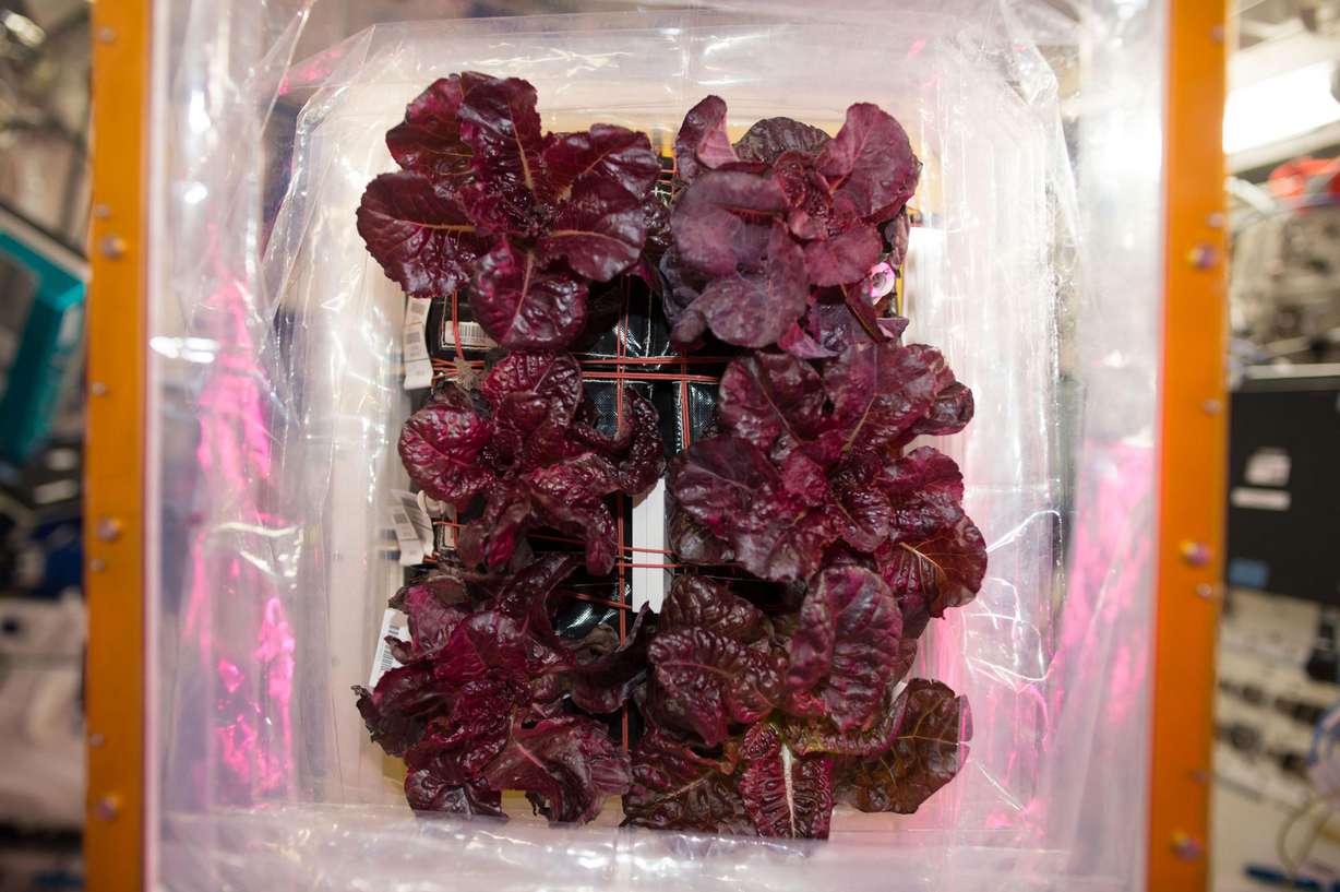 Red romaine lettuce was one of the first plants grown on the space station. (NASA via CNN)