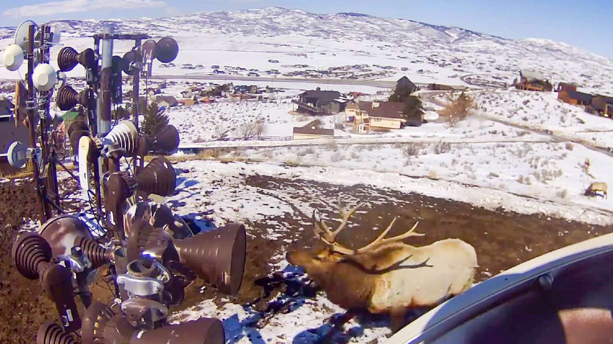 Caught on camera: Elk duel knocked out Utah Broadband service in Park City