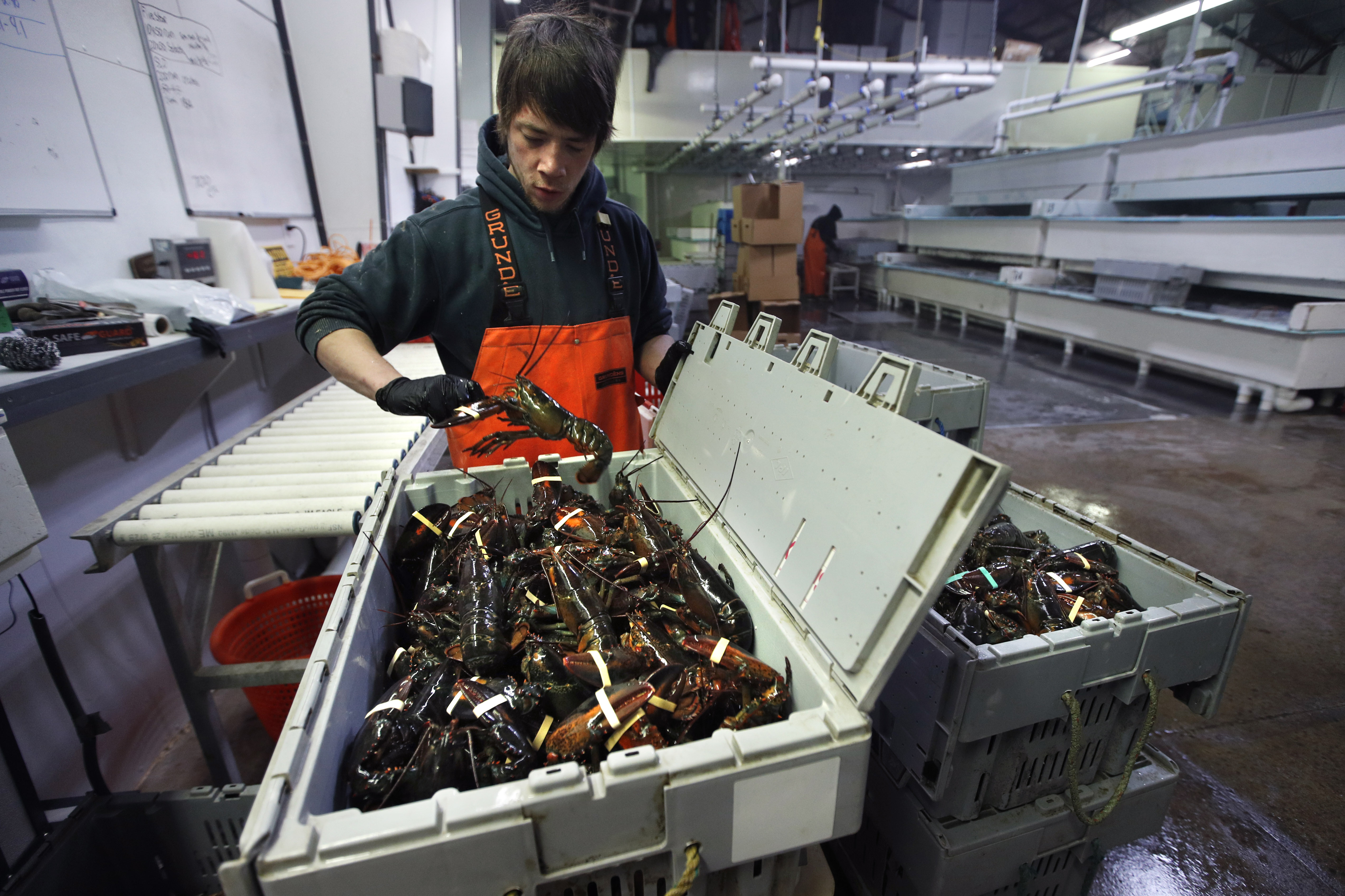 Lobster prices tumble; future is cloudy as exports shut down